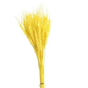 Dry Wheat | Florist Dried Flower Supplies