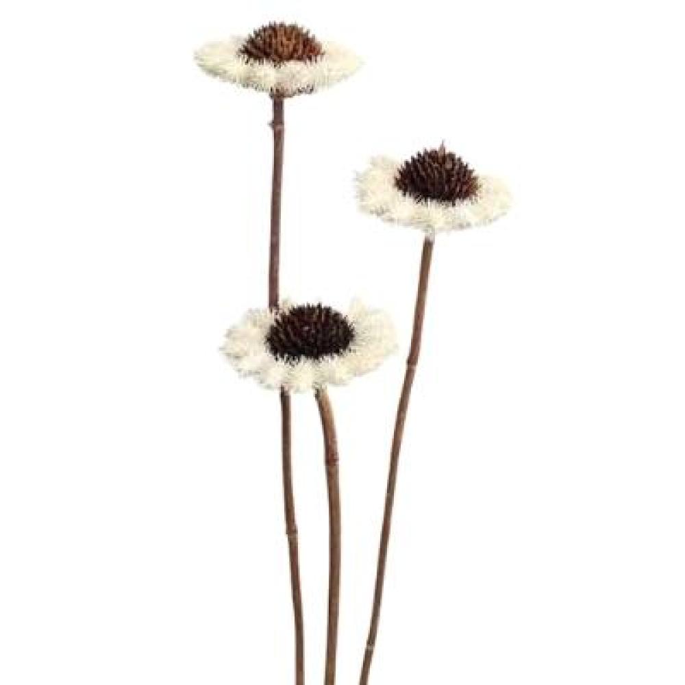 Dried Flowers Online | Edelweiss Flowers
