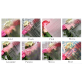 Silky Smooth Waterproof Flower Wrapping Sheets With English Printing Pack 20