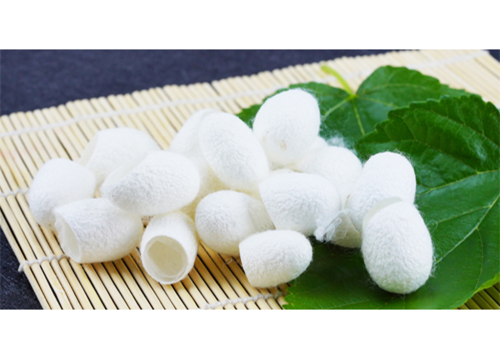 How to Make Silk From Silk Worm?