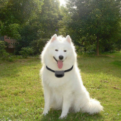Pet Trainer Human Waterproof Remote Electric Control Pet Dog Training Shock Collar