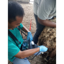 Rectal probe used animal digital ultrasonic diagnosis ultrasound machine ecografos veterinarios