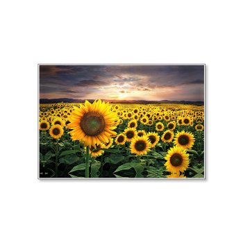 Art Abstract Oil Paintings Sunflower Decorative Picture Gifts Modern Printed framless canvas art print painting