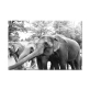 Custom print digital canvas modern painting, wall art decoration elephant animal canvas painting