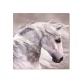 canvas print animal oil painting for dinning room home hotel cafe Wall Decoration