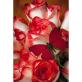 Großhandel Kundenspezifische rote Blumen Runde Kristall Strass 5D Diamant Malerei Malen nach Zahlen Full Drill Painting für Amazon