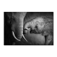 Оптовая продажа на заказ новый черно-белый плакат с изображением слона, другие настенные картины, искусство на холсте
