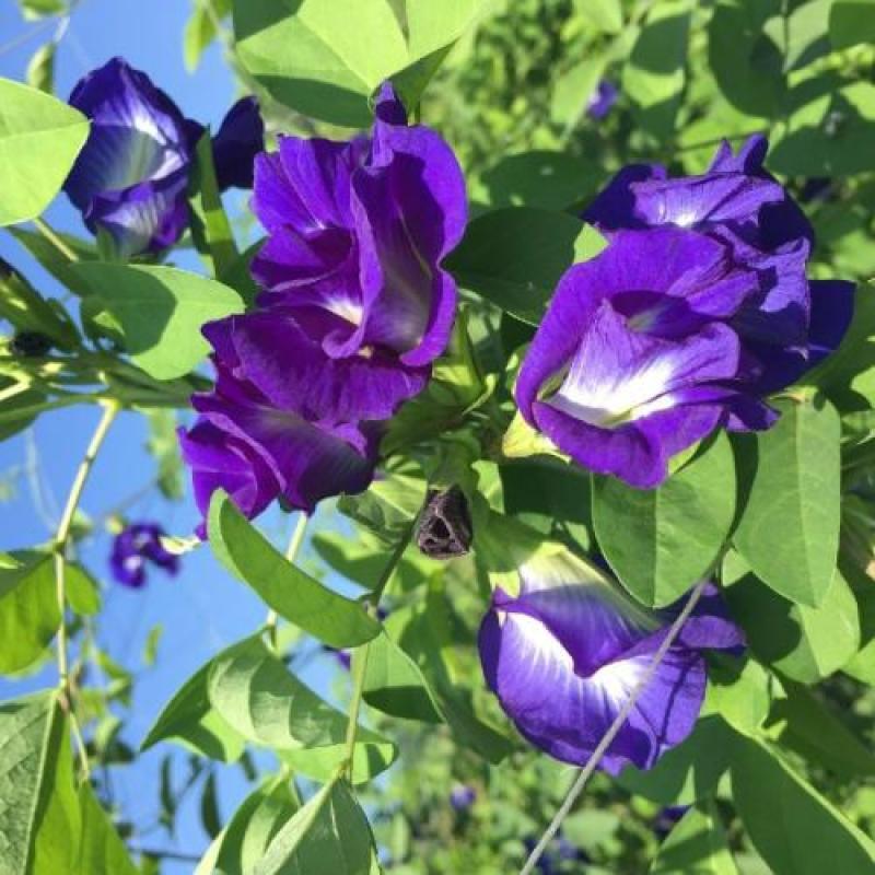 Top Quality Anti-Oxidant Butterfly Pea Flower Tea Pure Natural Organic Dried Blue Butterfly Pea Flower Extract Powder