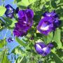 Top Quality Anti-Oxidant Butterfly Pea Flower Tea Pure Natural Organic Dried Blue Butterfly Pea Flower Extract Powder