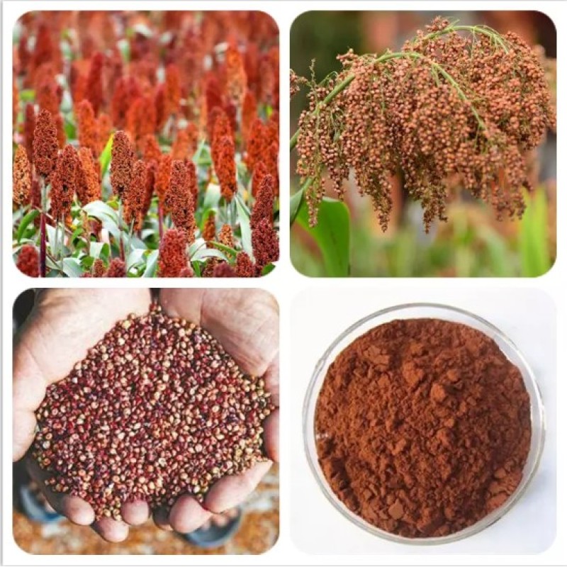 Factory Supply High Quality Natural Sorghum Extract with proanthocyanidins UV 90%