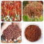 Factory Supply High Quality Natural Sorghum Extract with proanthocyanidins UV 90%