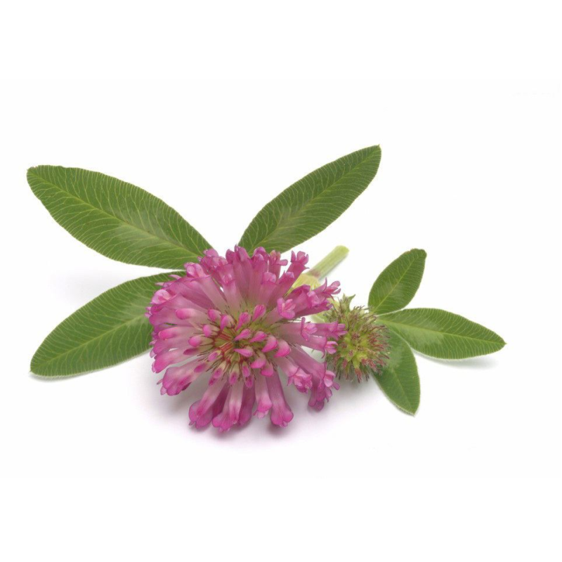 Supplier for Bulk Isoflavone powder Red Clover Extract anti-aging