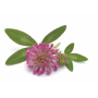 Supplier for Bulk Isoflavone powder Red Clover Extract anti-aging