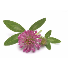 Supplier for Bulk Isoflavone powder Red Clover Extract anti-aging