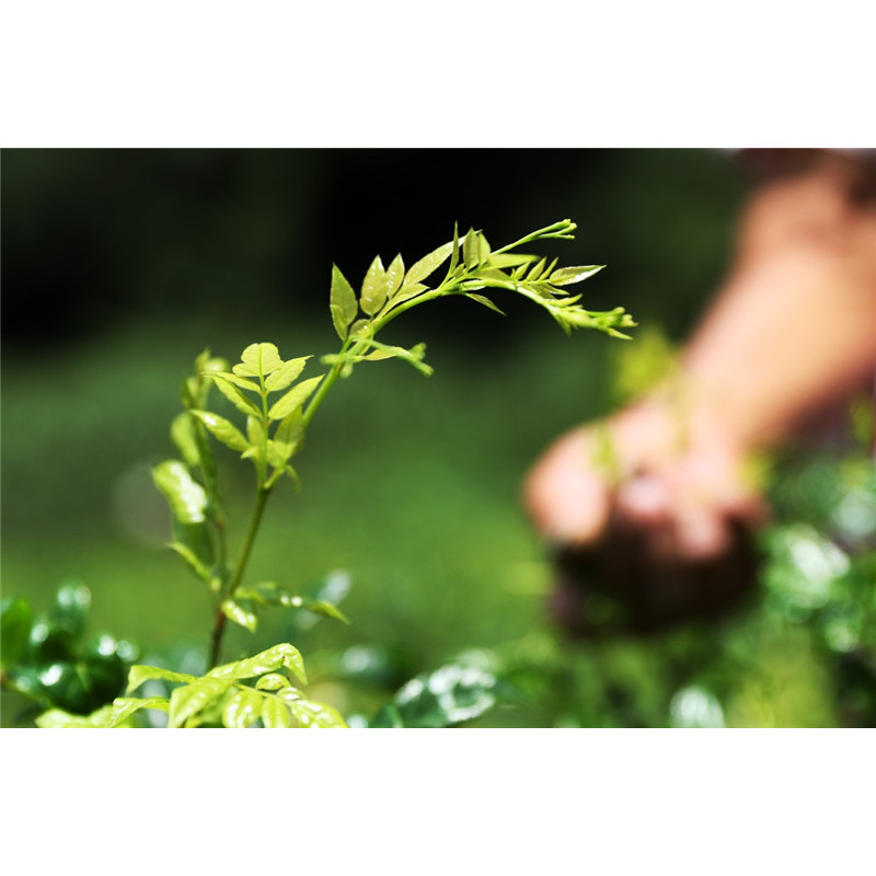 USA warehouse shipment liver health supplement  Vine Tea Extract Dihydromyricetin powder DHM  98%