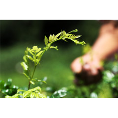USA warehouse shipment liver health supplement Vine Tea Extract Dihydromyricetin powder DHM 98%