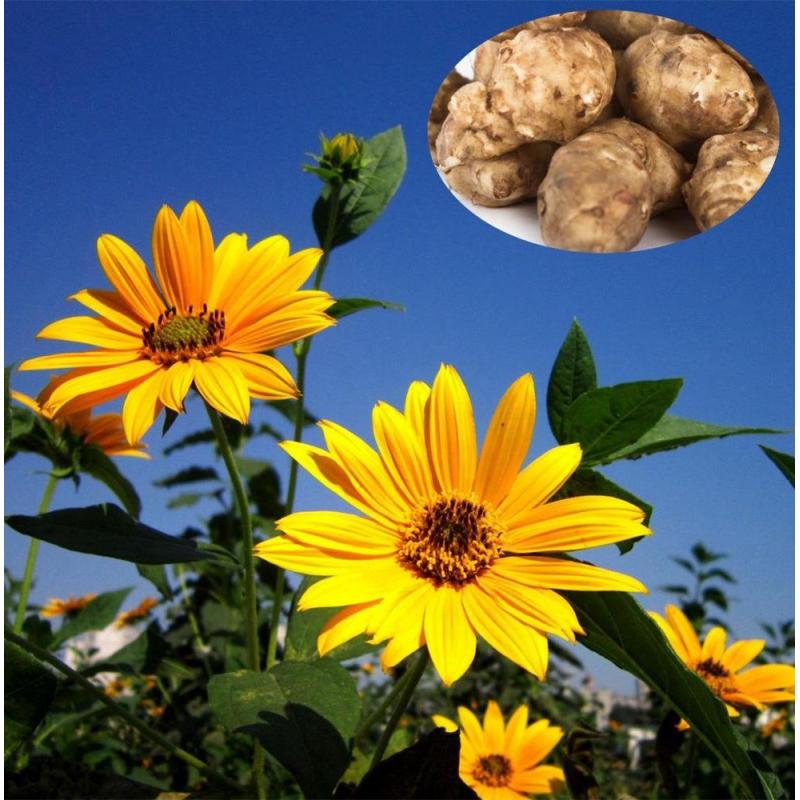 High Quality Chicory Extract Chicory Root Extract Inulin 90% 95% CAS 9005-80-5  Inulin Powder