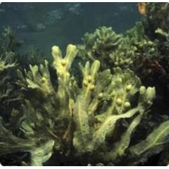 GMP Factory Supply Fucus Extract Bladderwrack Extract Fucoxanthin
