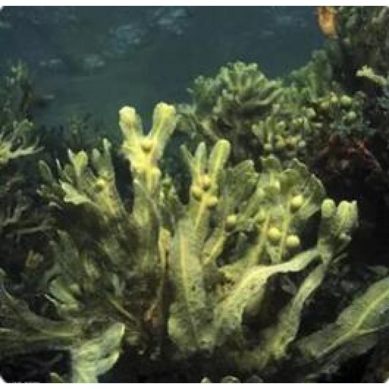 GMP Factory Supply Fucus Extract Bladderwrack Extract Fucoxanthin