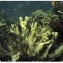 GMP Factory Supply Fucus Extract Bladderwrack Extract Fucoxanthin
