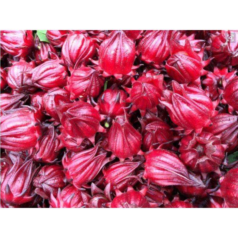 100% pure natural hibiscus flower extract hydroxycitric acid 10% - 60%with best price