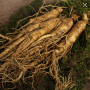Supply Chinese Panax Ginseng Root Extract Powder