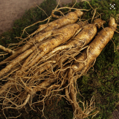 Supply Chinese Panax Ginseng Root Extract Powder