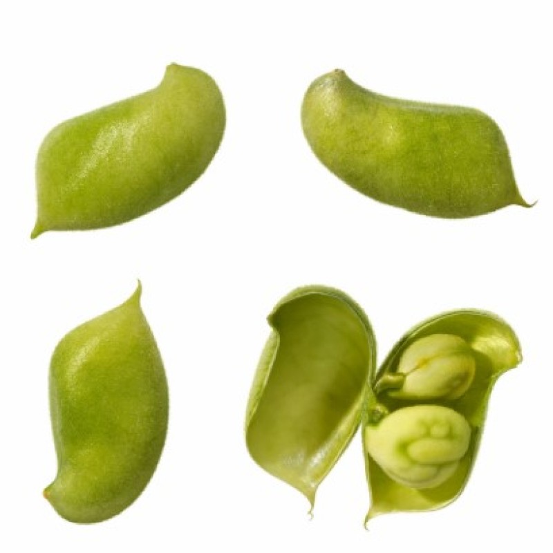 High Quality 99% Pure Mucuna Pruriens Extract Levodopa