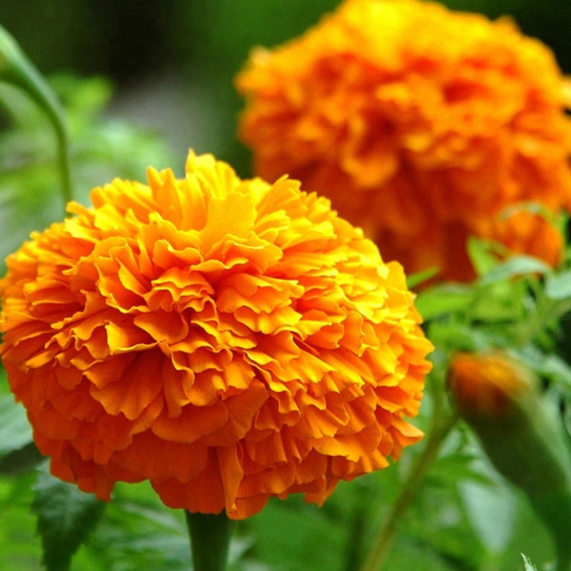 Organic Marigold Extract Lutein 5% 10% 20%