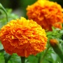 Organic Marigold Extract Lutein 5% 10% 20%