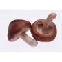 Pure natural agaricus bisporus mushroom extract