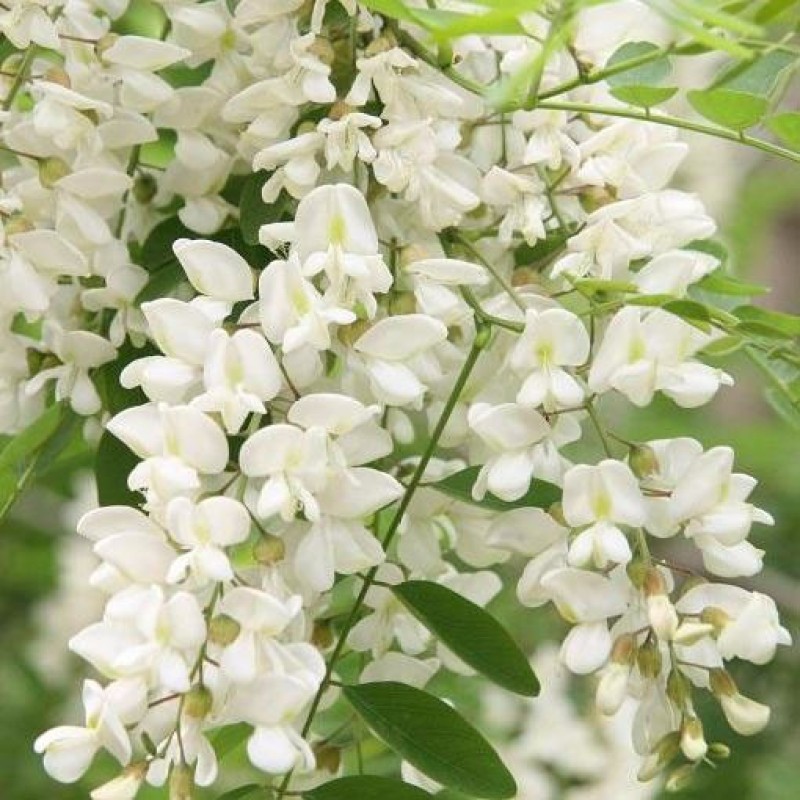 Sophora Japonical Extract Quercetin Powder 98% CAS 117-39-5 Quercetin