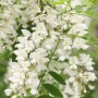 Sophora Japonical Extract Quercetin Powder 98% CAS 117-39-5 Quercetin