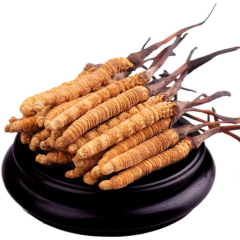 Organic Cordyceps Sinensis Extract  mushroom powder