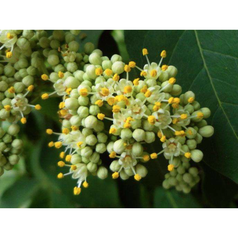 Natural extract Evodiae Extract / Evodia Rutaecarpa Extract  /  Evodiamine  powder  CAS 518-17-2