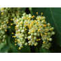 Natural extract Evodiae Extract / Evodia Rutaecarpa Extract  /  Evodiamine  powder  CAS 518-17-2
