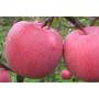 100% Pure natural organic apple extract 90% phloridzin with best price