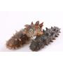 High Quality Soluble Sea Cucumber Extract Powder Sea Cucumber Peptide