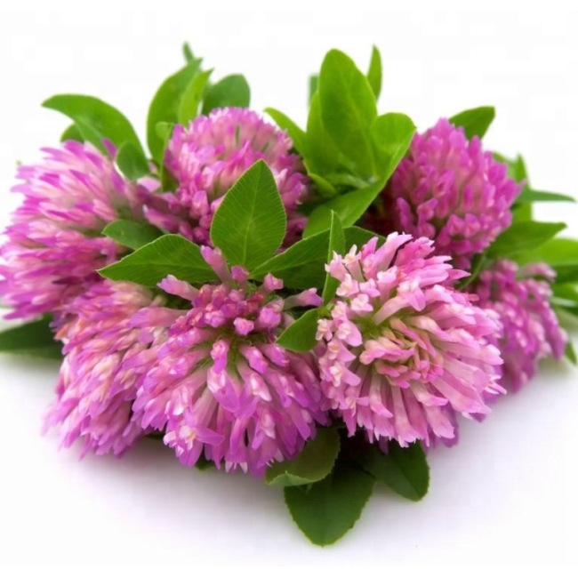 Supplier for Bulk Isoflavone powder Red Clover Extract anti-aging