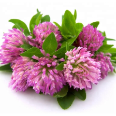Supplier for Bulk Isoflavone powder Red Clover Extract anti-aging Supplier for Bulk Isoflavone powder Red Clover Extract anti-aging
