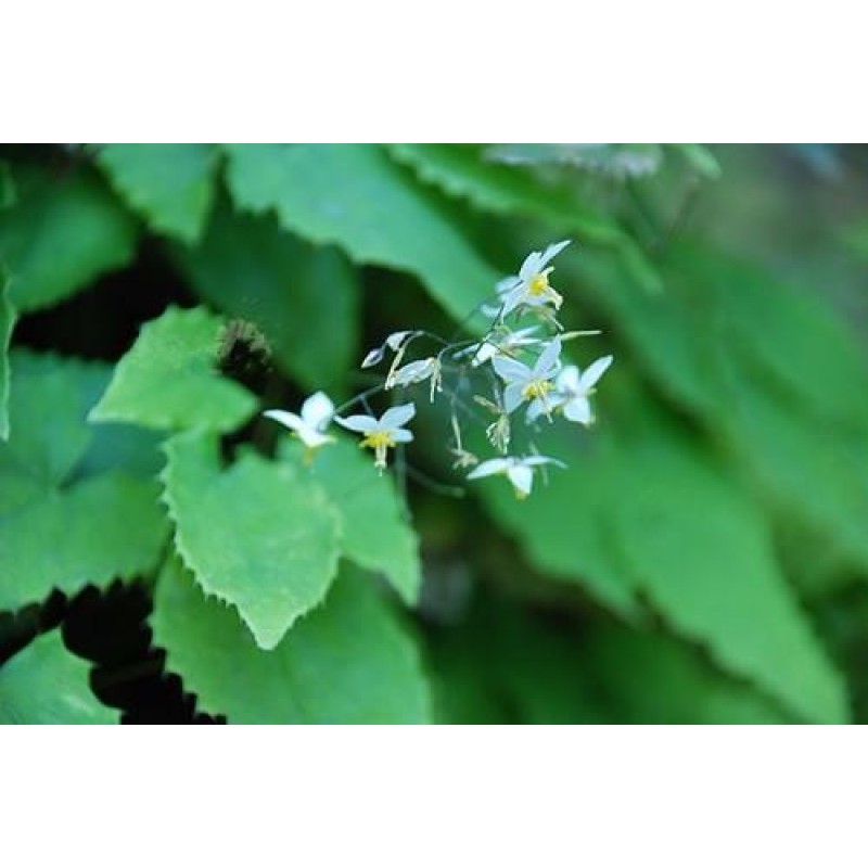 Natural Horny Goat Weed Epimedium Leaf Extract Icariin Powder 98% HPLC CAS 489-32-7