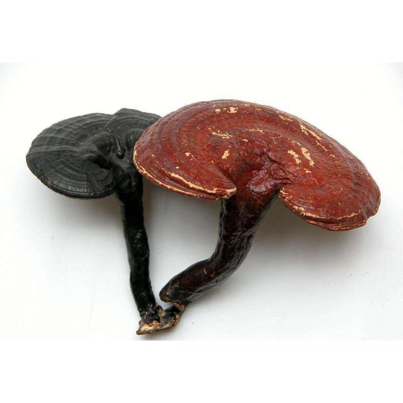 Reishi Mushroom Ganoderma lucidum extract powder