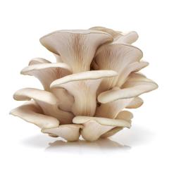 Organic  Oyster Mushroom Extract Powder Polysaccharide 10%-50%