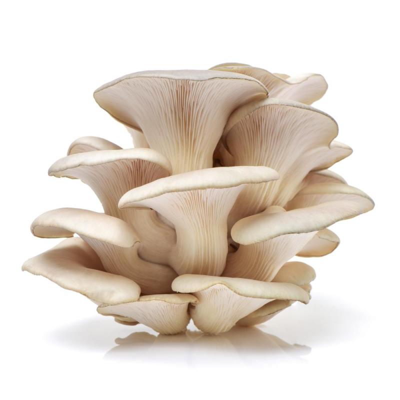Organic  Oyster Mushroom Extract Powder Polysaccharide 10%-50%