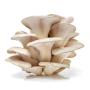 Organic  Oyster Mushroom Extract Powder Polysaccharide 10%-50%