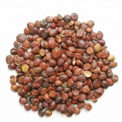 Wild Jujube Seed Extract 2.0% Jujubosides/ Jujubosides Powder