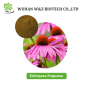 Echinacea Purpurea Extract 2% - 4% Chicoric Acid