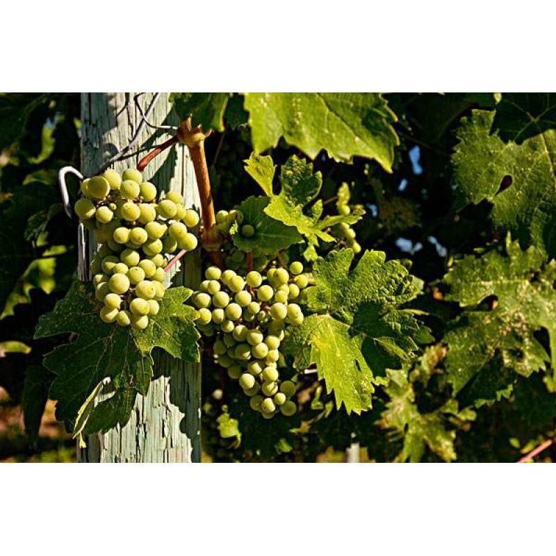 100% pure natural grape vine extract 5% trans-resveratrol 5%-10% epsilon-viniferin
