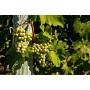 100% pure natural grape vine extract 5% trans-resveratrol 5%-10% epsilon-viniferin