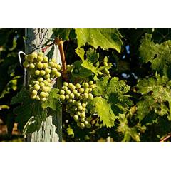 100% pure natural grape vine extract 5% trans-resveratrol 5%-10% epsilon-viniferin